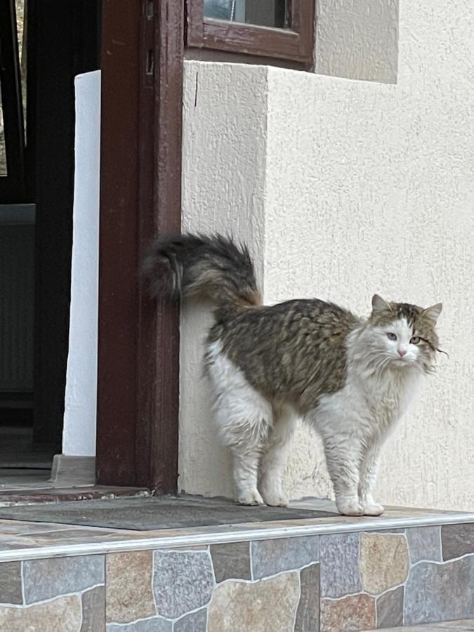 Casa Lupilor Transfagarasan Villa Căpăţîneni-Ungureni Eksteriør bilde